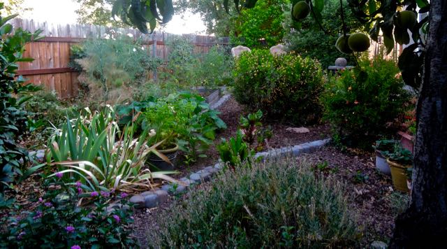 garden back pano to NW early AM jun 25 2021 - 1