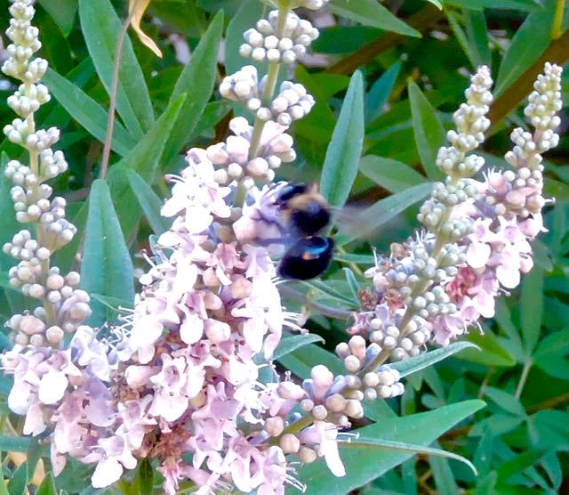 garden bumble bee on lupine cluster jun 13 2021 - 1