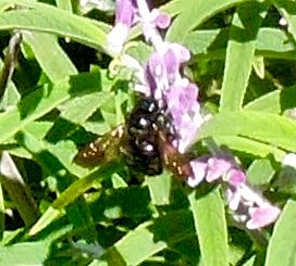 garden bumble bee on mexican sage jun 12 2021 - 1
