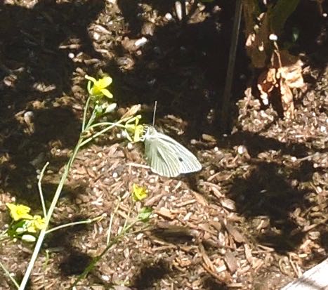 garden cabbage leaf butterfly on arugula blossom jun 12 2021 - 1
