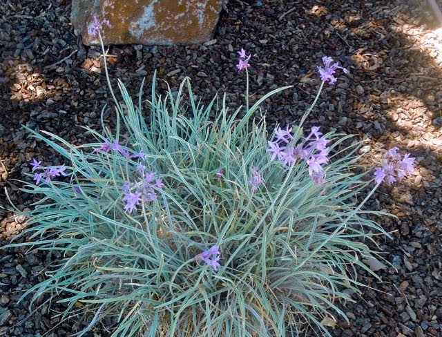 garden floral garlic front jun 22 2021 - 1