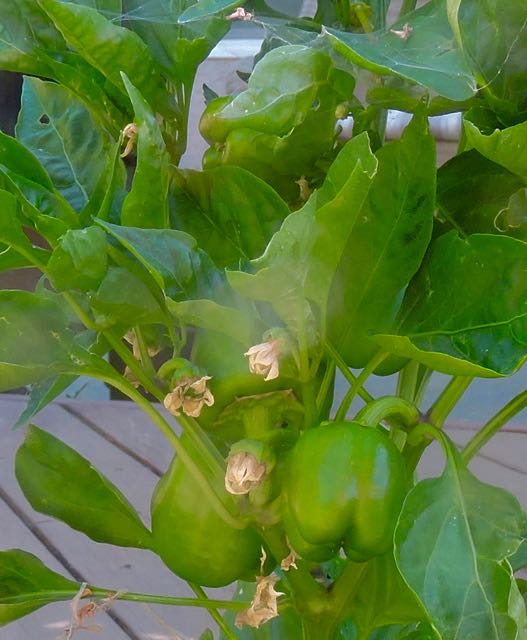 garden fruit ripening on yellow mild pepper jun 23 2021 - 1