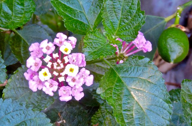 garden lantana flower and baby orange jun 13 2021 - 1