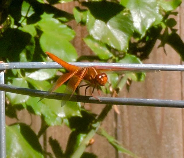 garden orange dragonfly before rose bush jun 21 2021 - 1