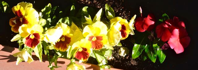 garden pansies vinca front jun 12 2021 - 1