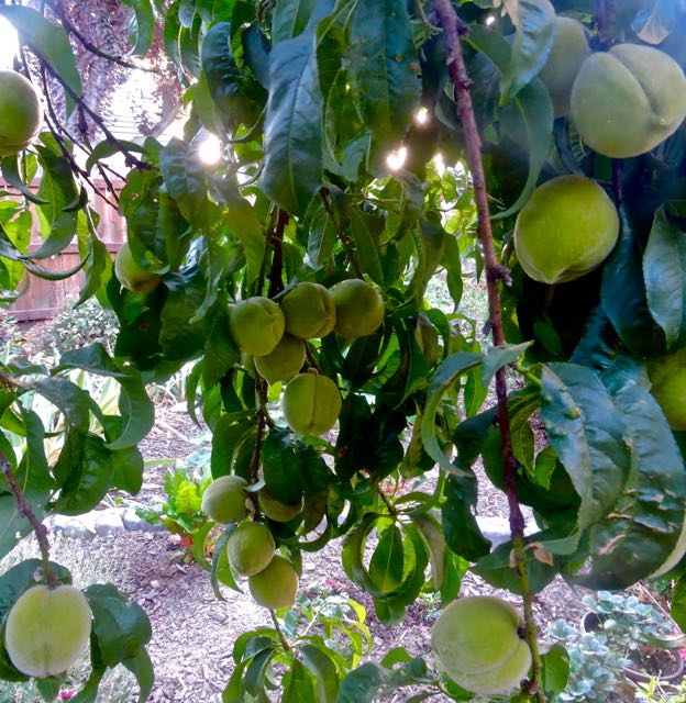 garden peaches ripening in a dry summer jun 21 2021 - 1