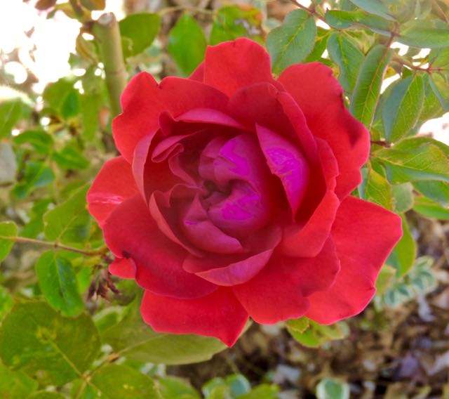 garden red rose back jun 12 2021 - 1
