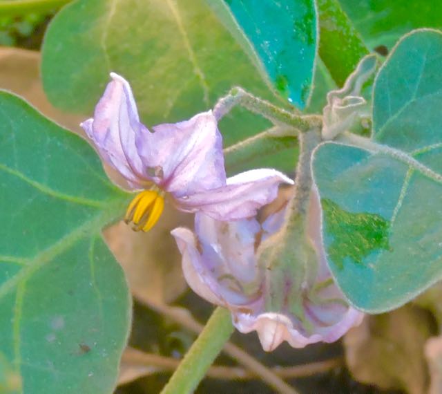 garden black beauty eggplant flowers jul 23 2021 - 1