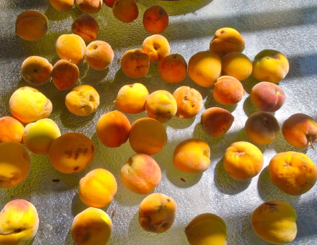 garden peaches sun-ripening on our glass table jul 16 2021 - 1
