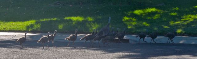 garden turkeys in the neighborhood jul 17 2021 - 1