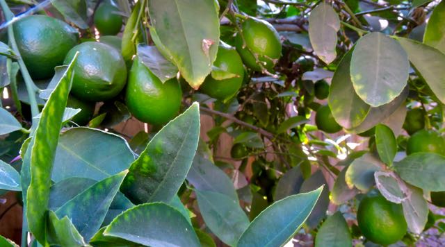 garden baby lemons toward december harvest aug 25 2021 - 1