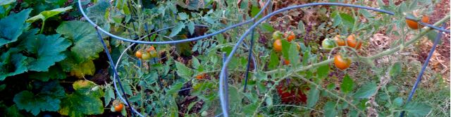 garden red cherry tomato plant aug 1 2021 - 1
