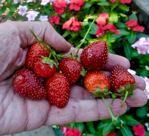 garden today's strawberry harvest aug 21 2021 - 1