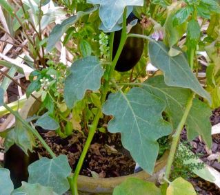 garden 2 eggplants with basil sep 1 2021 - 1