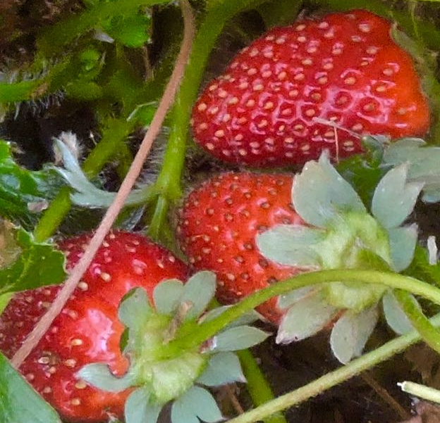 garden back 3 late strawberries closeup sep 22 2021 - 1