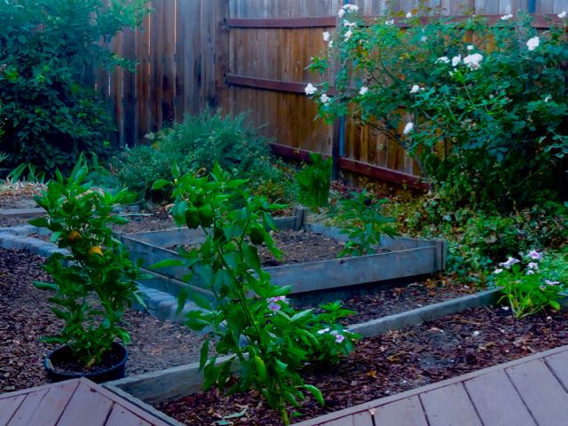 garden back most veggies harvested at sunset sep 19 2021 - 1