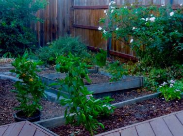 garden back most veggies harvested at sunset sep 19 2021 - 1