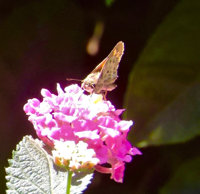 garden painted lady butterfly on lantana flower sep 8 2021 - 1