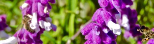 garden bees on mexican bush sage oct 22 2021 - 1