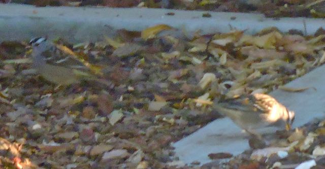 garden impressionist 1st sparrows of fall oct 16 2021 - 1
