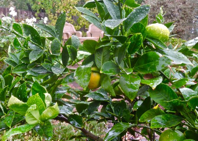 garden meyer lemon in the rain oct 21 2021 - 1