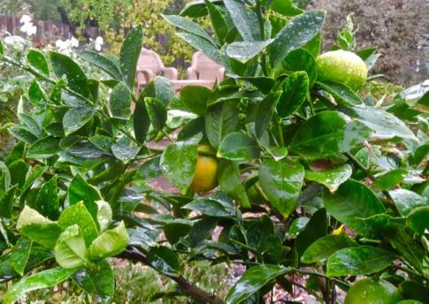 garden meyer lemon in the rain oct 21 2021 - 1