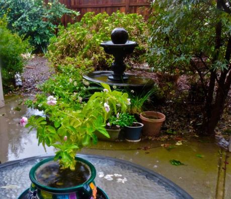 garden soaking rain first of the season oct 24 2021 - 1