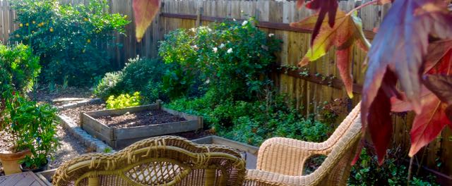 garden back pano to SW w sweet gum leaves lemons nov 22 2021 - 1
