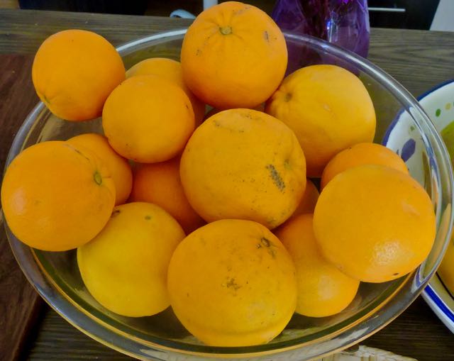 garden oranges fallen from the tree in breezes nov 24 2021 - 1
