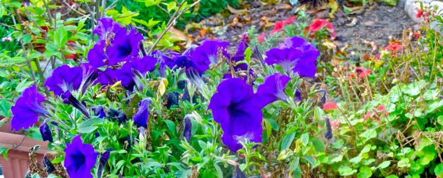 garden purple and red petunias red geranium nov 28 2021 - 1