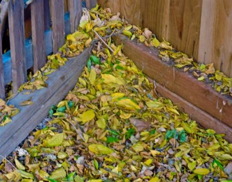 garden fallen wisteria leaves dec 10 2021 - 1