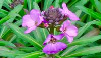 garden first eryssimum blooms of season dec 26 2021 - 1