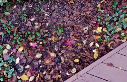 garden leaf compost pile, back garden dec 24 2021 - 1