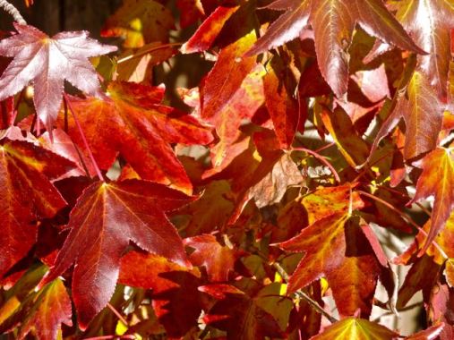 garden sweet gum liquidambar leaves on tree dec 10 2021 - 1