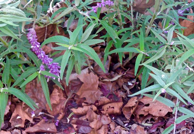 garden sycamore and cherry plum leaves beneath bush sage dec 24 2021 - 1