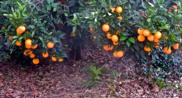 garden wind-blown leaf compost beneath orange tree dec 24 2021 - 1
