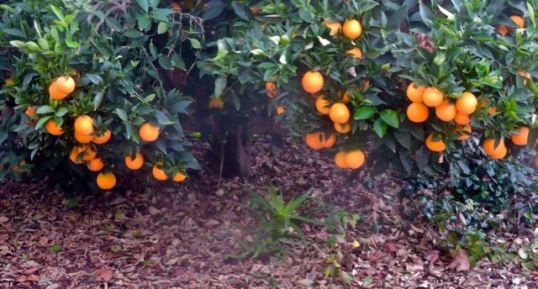 garden wind-blown leaf compost beneath orange tree dec 24 2021 - 1