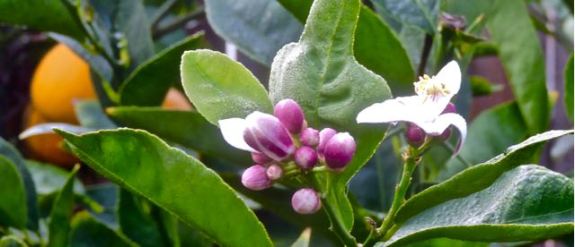 garden back meyer lemons and lemon buds and flower jan 24 2022 - 1