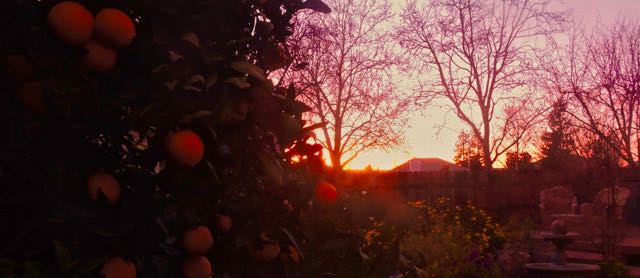garden back sunset with oranges and coreopsis jan 19 2022 - 1