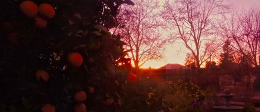 garden back sunset with oranges and coreopsis jan 19 2022 - 1