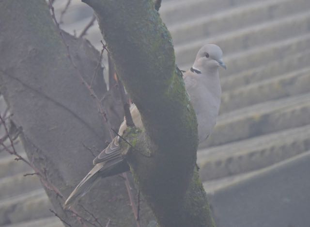 garden eurasian collared dove in cherry plum in fog jan 24 2022 - 1