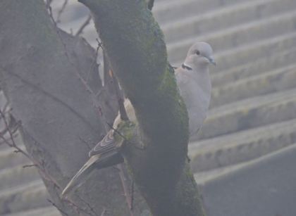 garden eurasian collared dove in cherry plum in fog jan 24 2022 - 1
