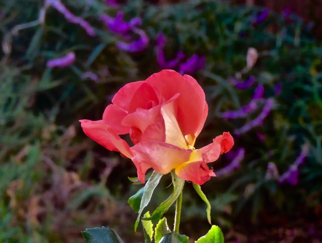 garden first red yellow rose of year w purple bush sage jan 23 2022 - 1