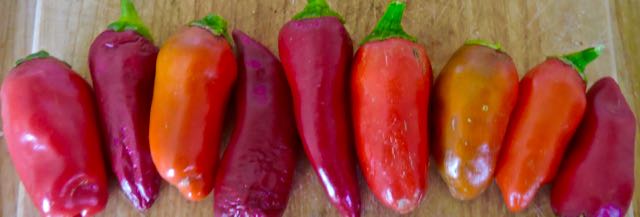 garden fresno chilis just picked jan 22 2022 - 1