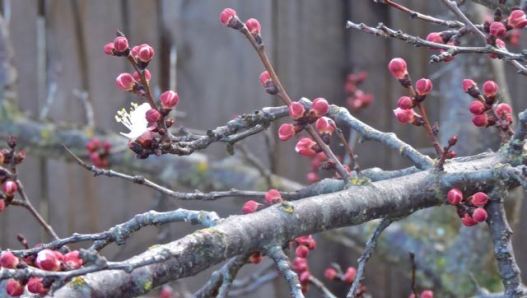 garden front first apricot bloom jan 28 2022 - 1