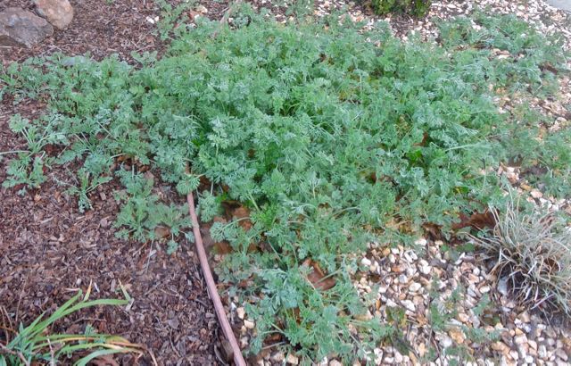 garden front new california poppies spreading jan 24 2022 - 1