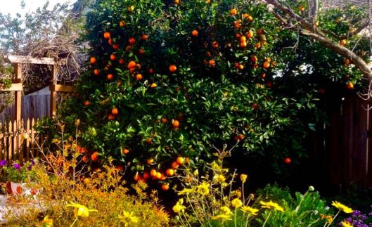 garden laden orange tree jan 28 2022 - 1
