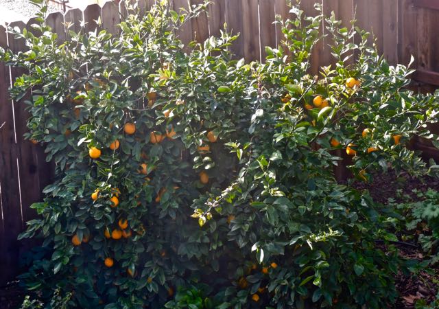 garden meyer lemon bush jan 24 2022 - 1