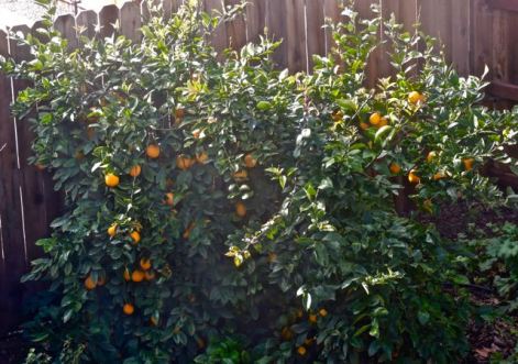 garden meyer lemon bush jan 24 2022 - 1