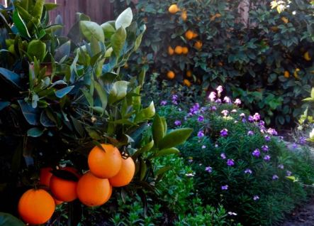 garden oranges lemons eryssimum jan 12 2022 - 1